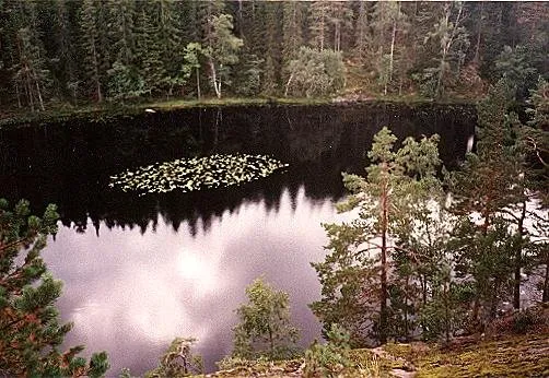 Waldsee mit Seerosen zwischen Felsen und Kiefern